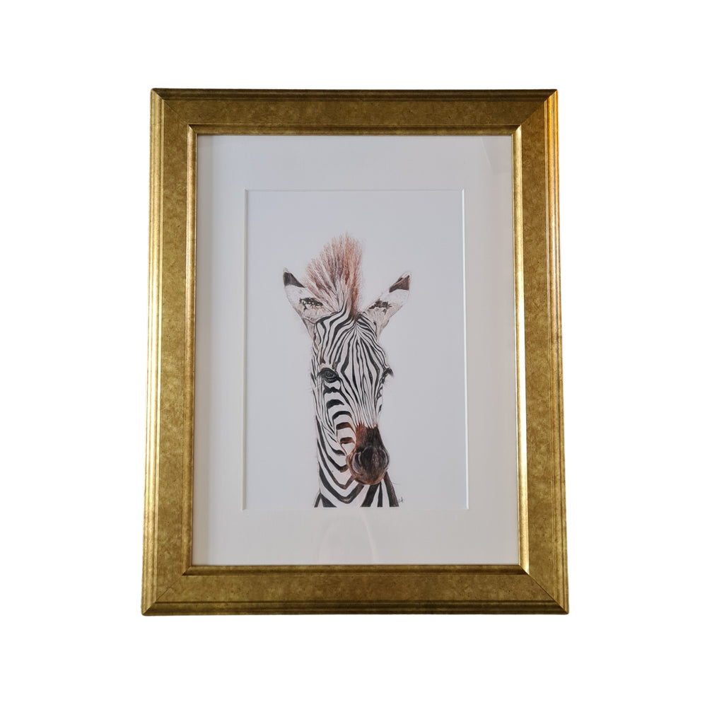 Baby Zebra art print
