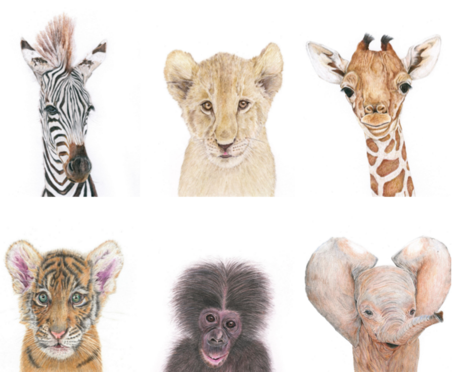 Set of 6 Baby Animal Prints. (Unframed)