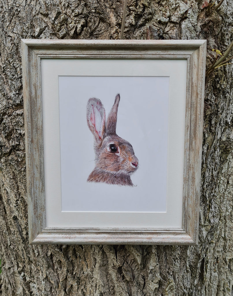 Little Hare / Giorria Beag