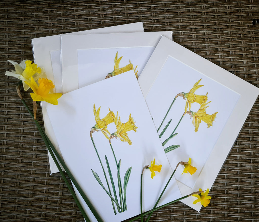 Daffodil Fine Art Prints.