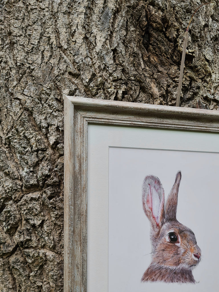 Little Hare / Giorria Beag