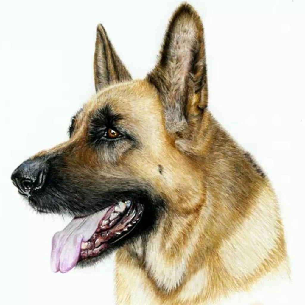 Pet Portrait