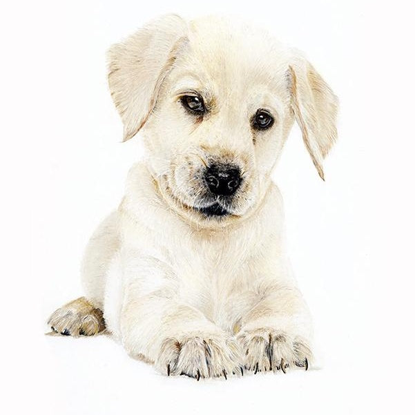 Pet Portrait