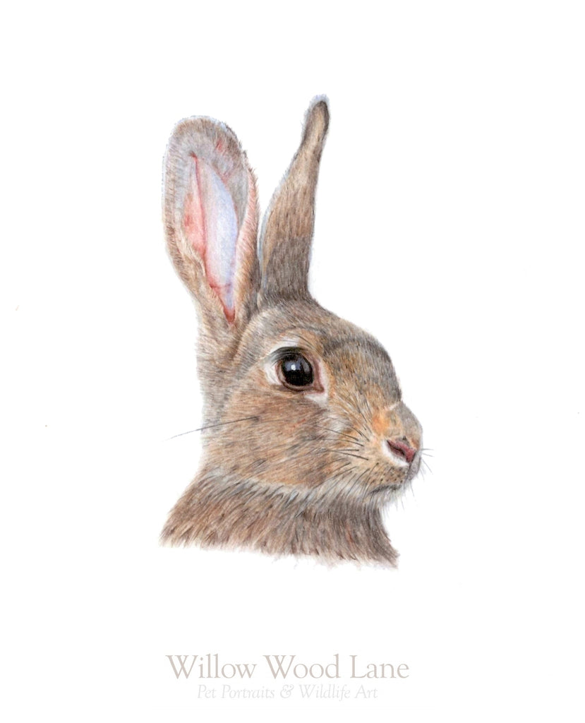 Little Hare / Giorria Beag