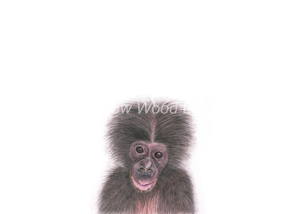 Baby Monkey Art Print