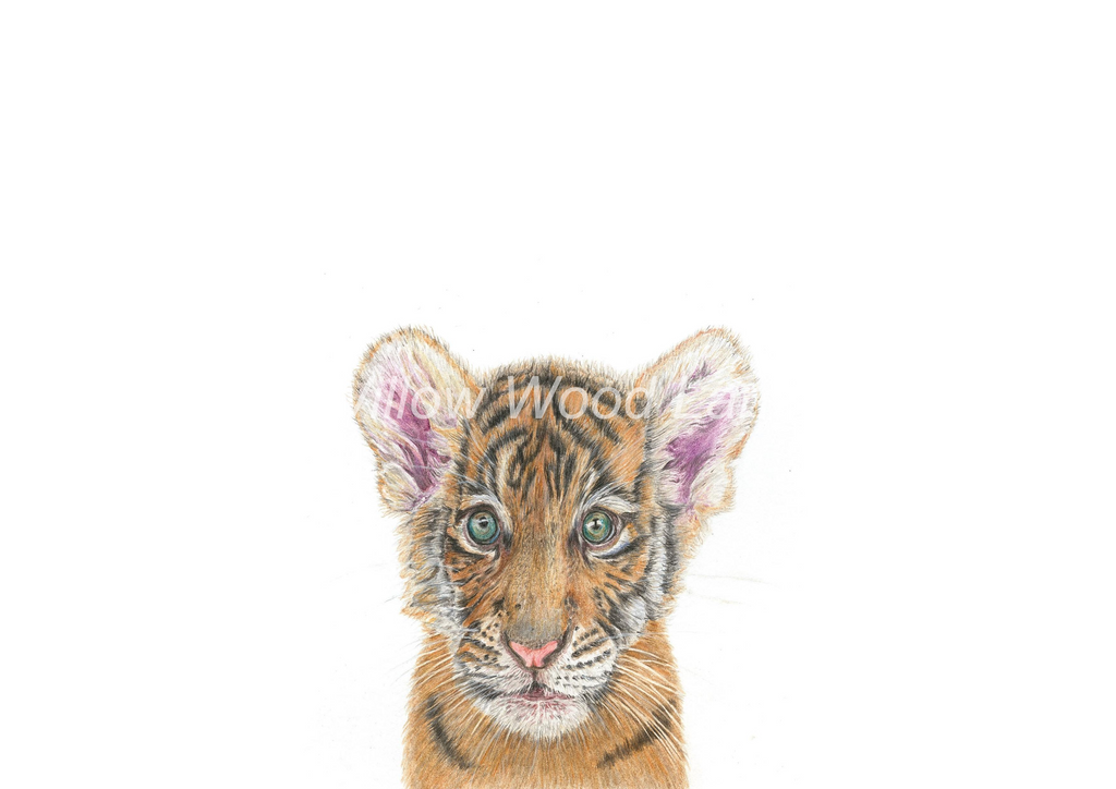 Baby Tiger Art Print