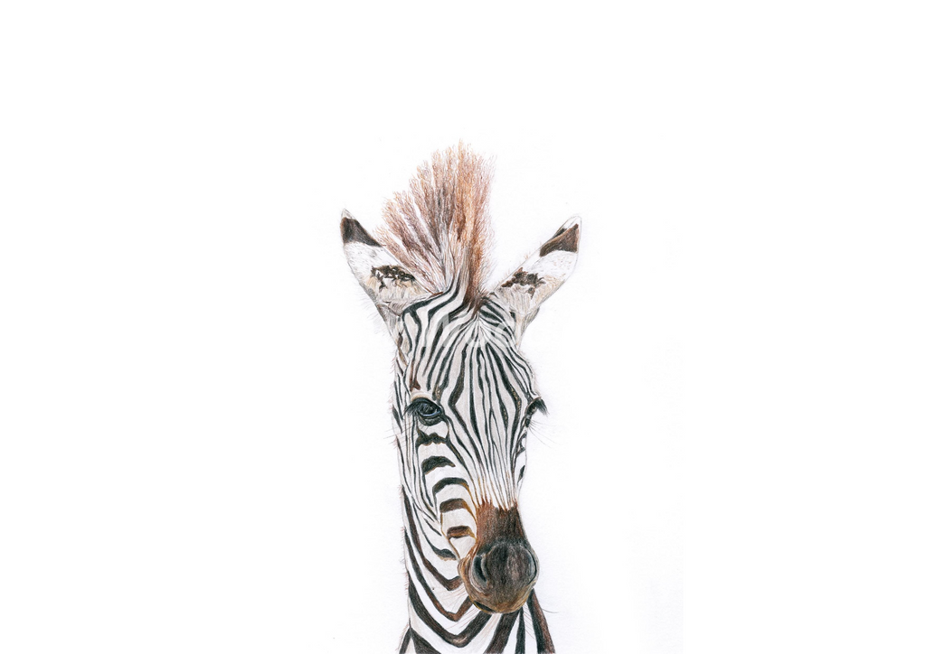 Baby Zebra Art Print