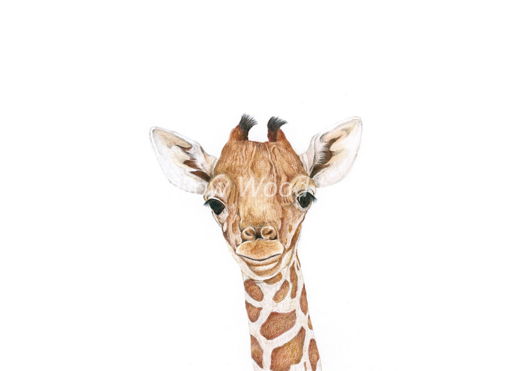 Baby Giraffe Art print