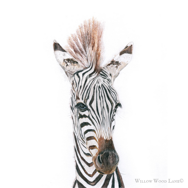Baby zebra art print