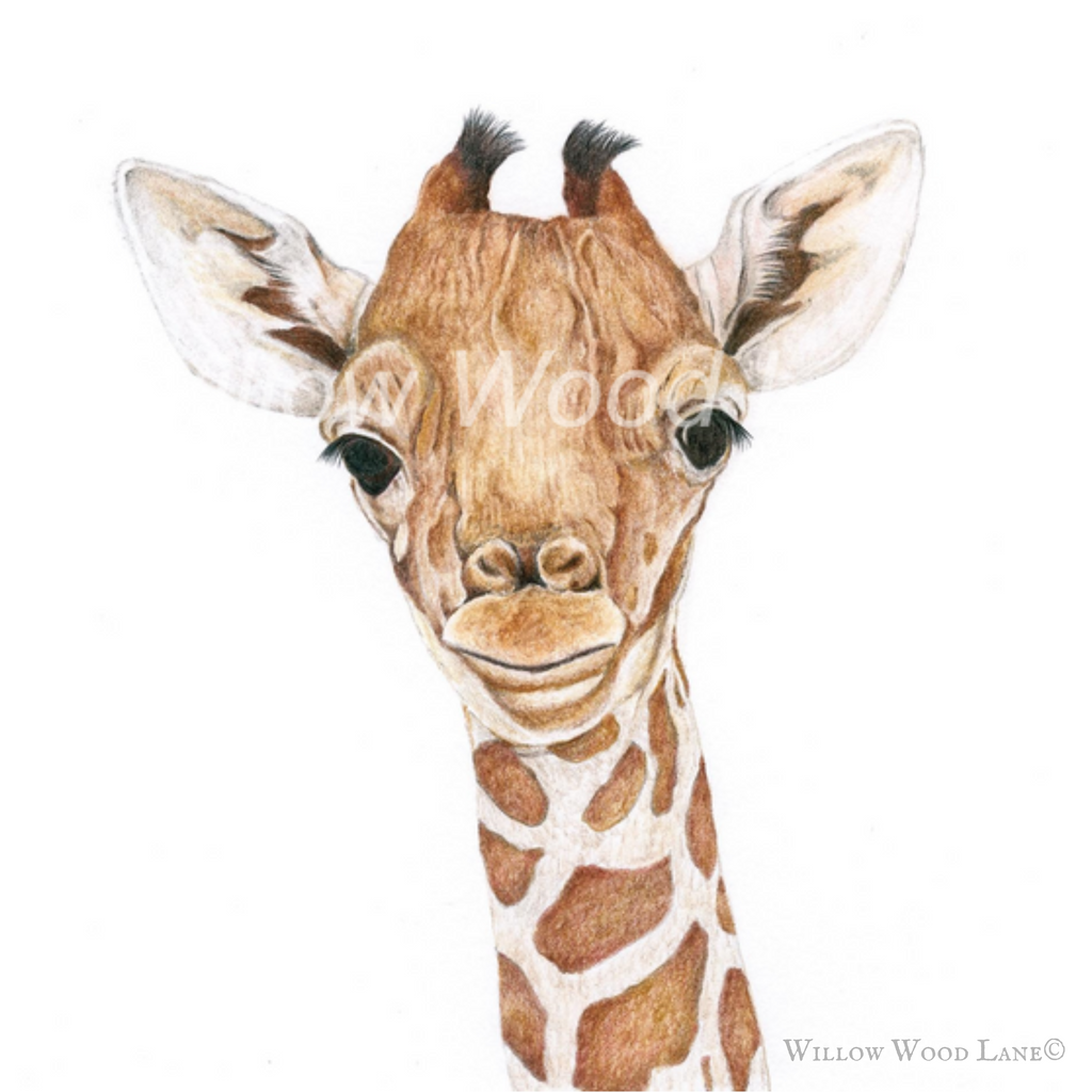 Baby Giraffe Art Print by Willow Wood Lane