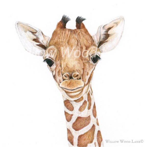 Baby Giraffe Art Print by Willow Wood Lane