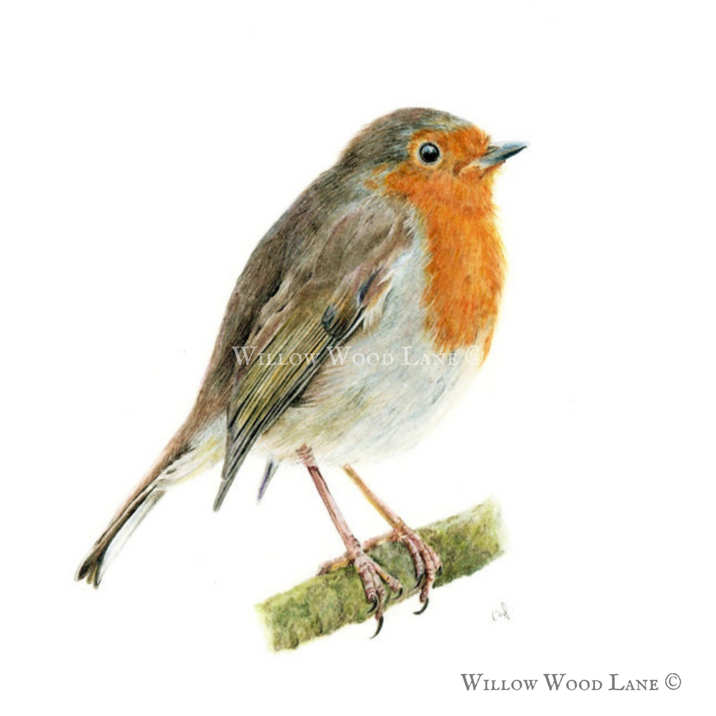 ‘Songbird’ Robin Art Print.